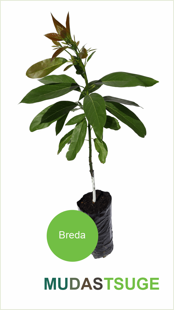 Muda Abacate Breda