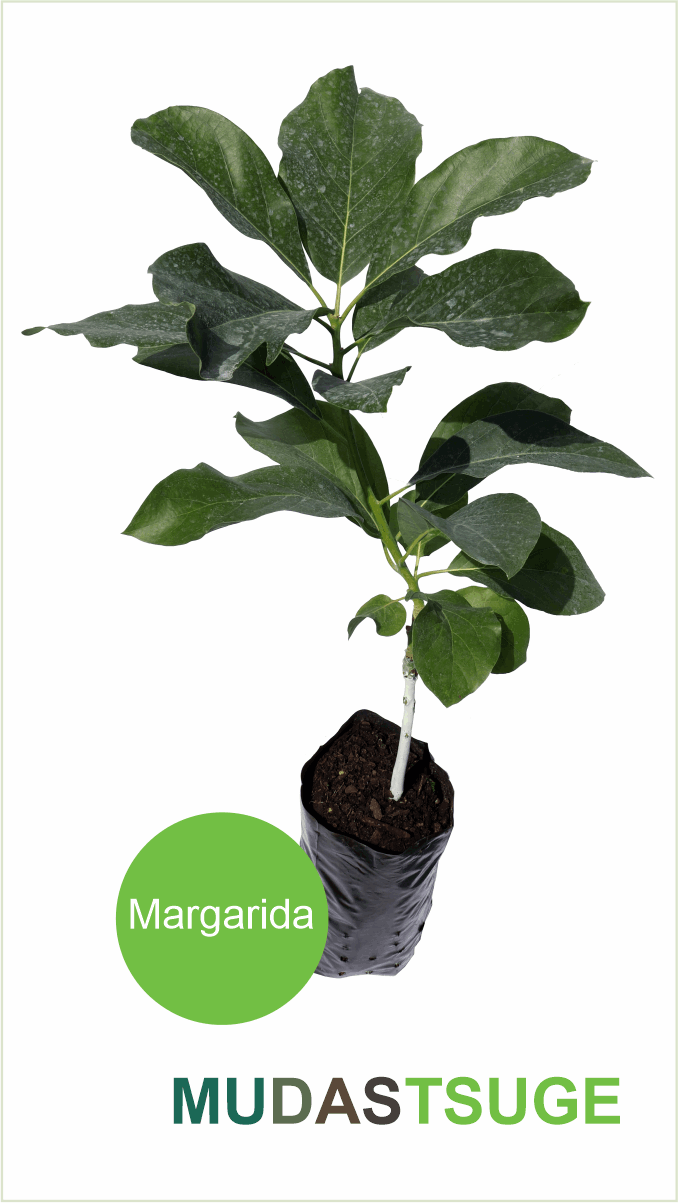 Muda Abacate Margarida