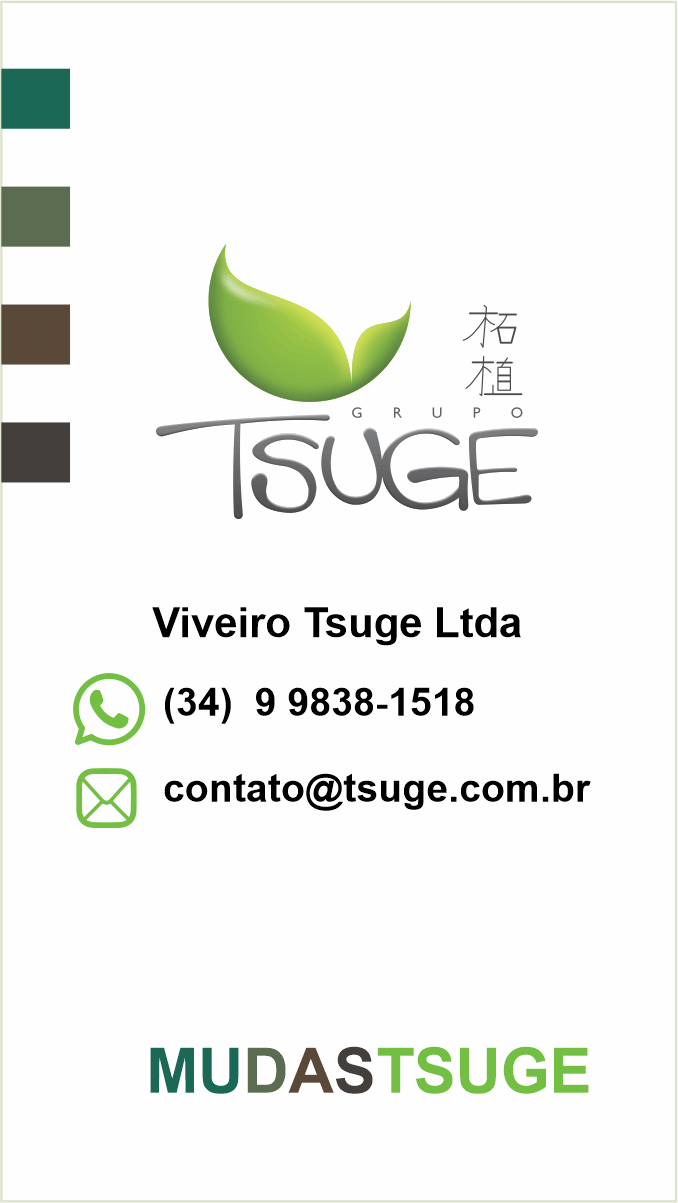 Viveiro de Mudas de Abacate Tsuge