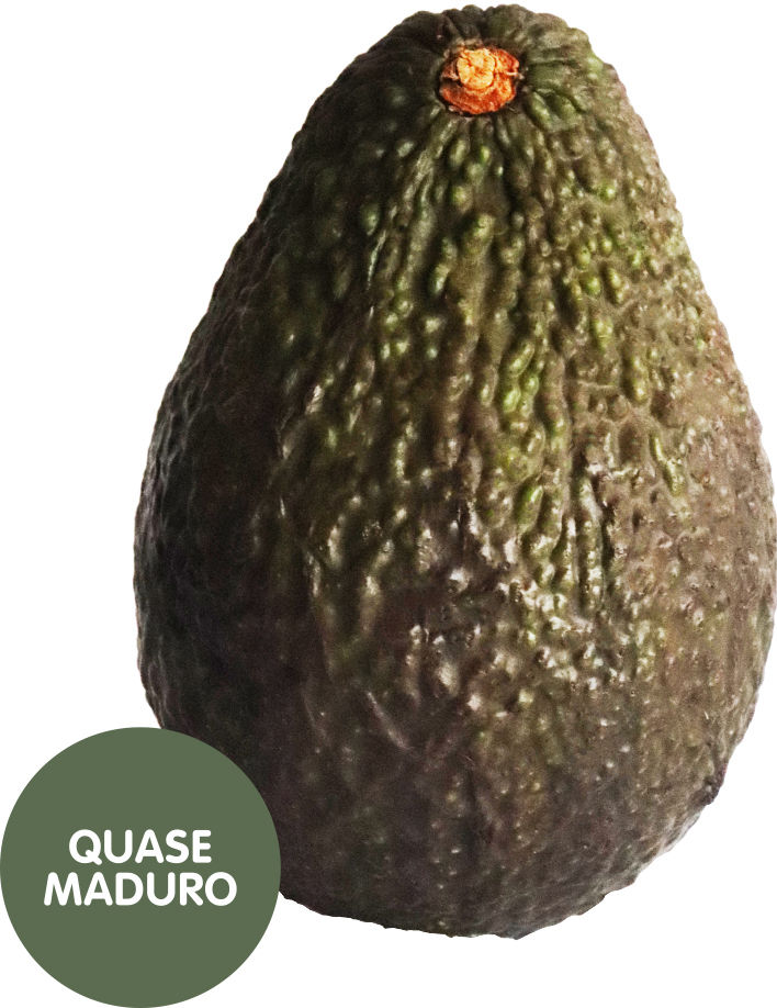 Avocado Quase Maduro