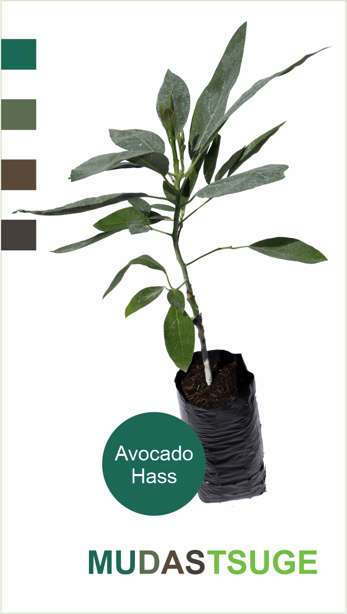 Muda Avocado Hass